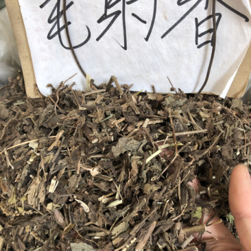 中药材广西野生毛射香新货条子