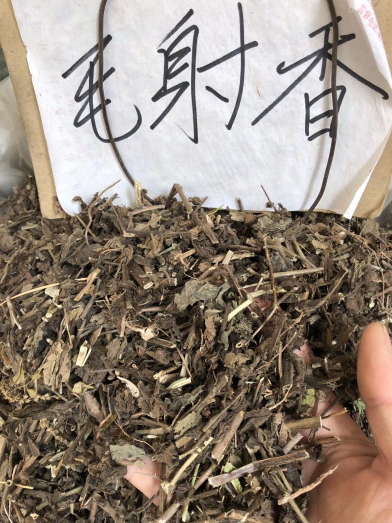 中药材广西野生毛射香新货条子