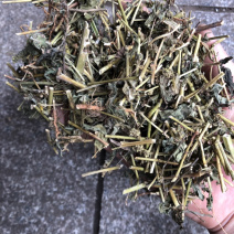 中药材广西大飞扬草新货