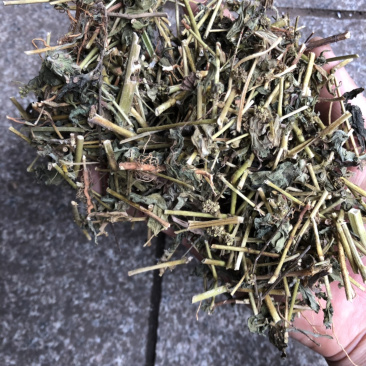 中药材广西大飞扬草新货