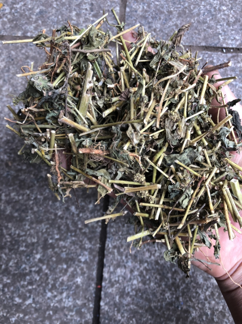 中药材广西大飞扬草新货