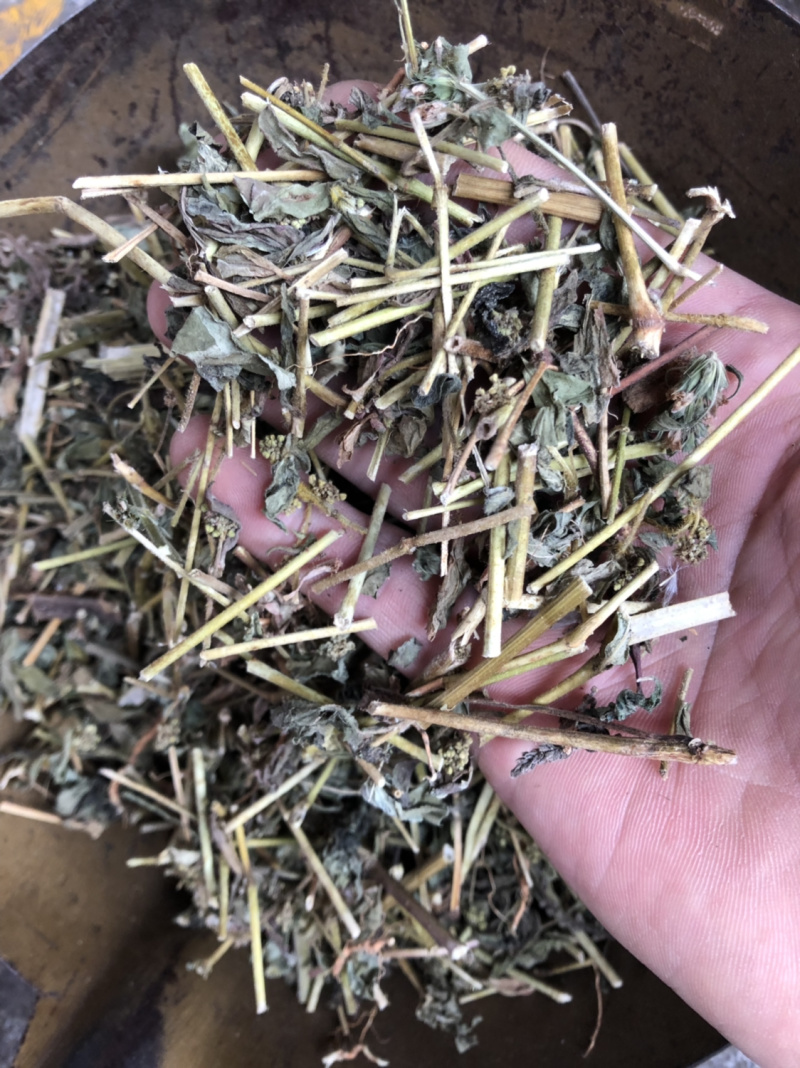 中药材广西大飞扬草新货