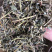 中药材广西大飞扬草新货