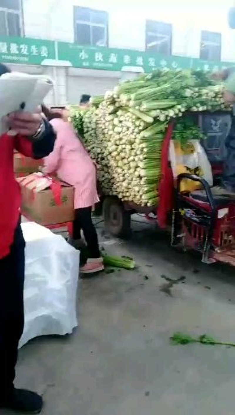 精品西芹大量供应农户自种品质保障欢迎各位老板下单