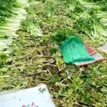 精品西芹大量供应农户自种品质保障欢迎各位老板下单