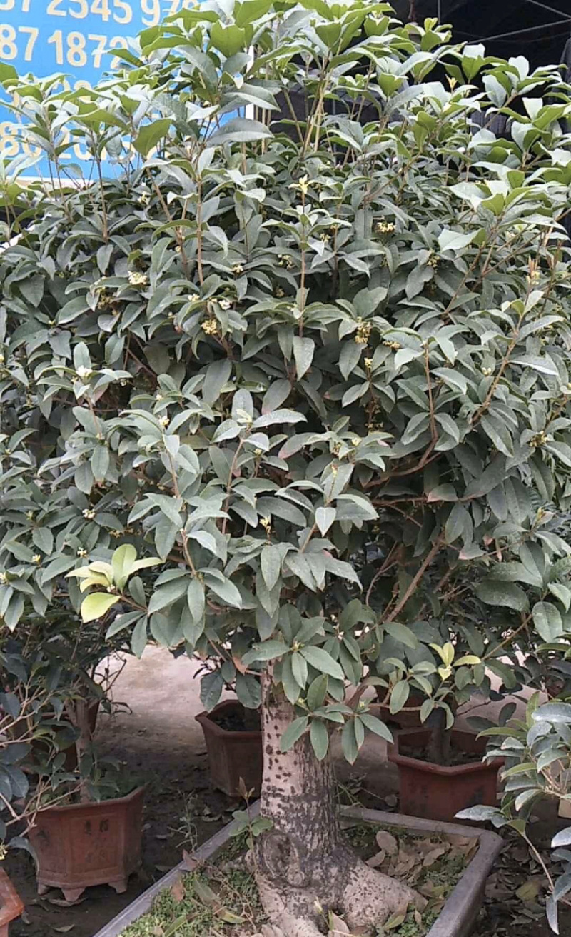 四季桂花四季桂花树苗量大从优，详情请联系客服