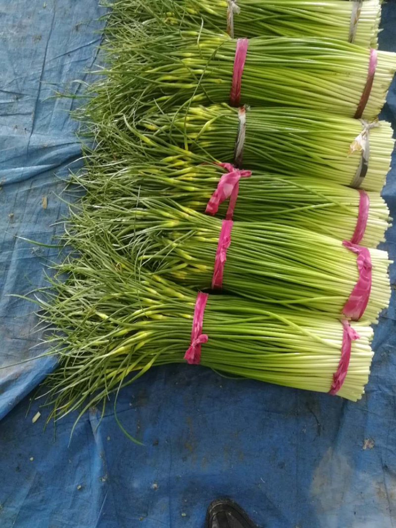 白帽蒜苔全国发货优质蒜苔质量上乘