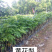 海南黄花梨名贵植物黄花梨量大从优，详情请联系客服