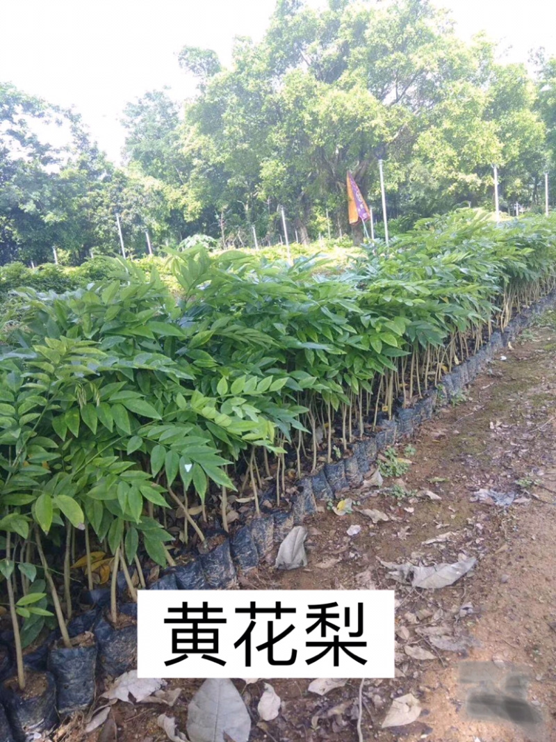海南黄花梨名贵植物黄花梨量大从优，详情请联系客服