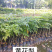 海南黄花梨名贵植物黄花梨量大从优，详情请联系客服