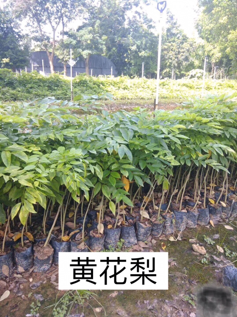 海南黄花梨名贵植物黄花梨量大从优，详情请联系客服