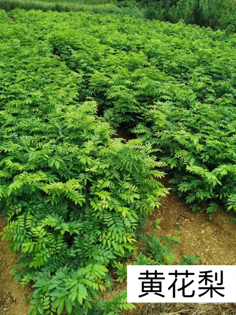 海南黄花梨名贵植物黄花梨量大从优，详情请联系客服