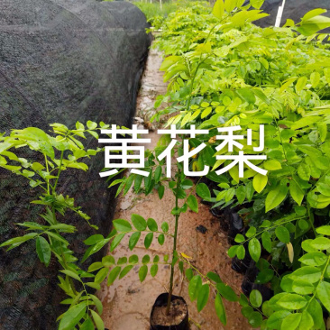 海南黄花梨名贵植物黄花梨量大从优，详情请联系客服