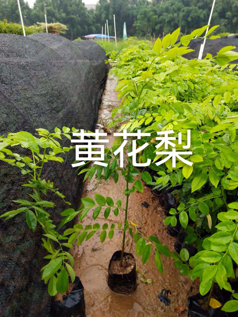 海南黄花梨名贵植物黄花梨量大从优，详情请联系客服