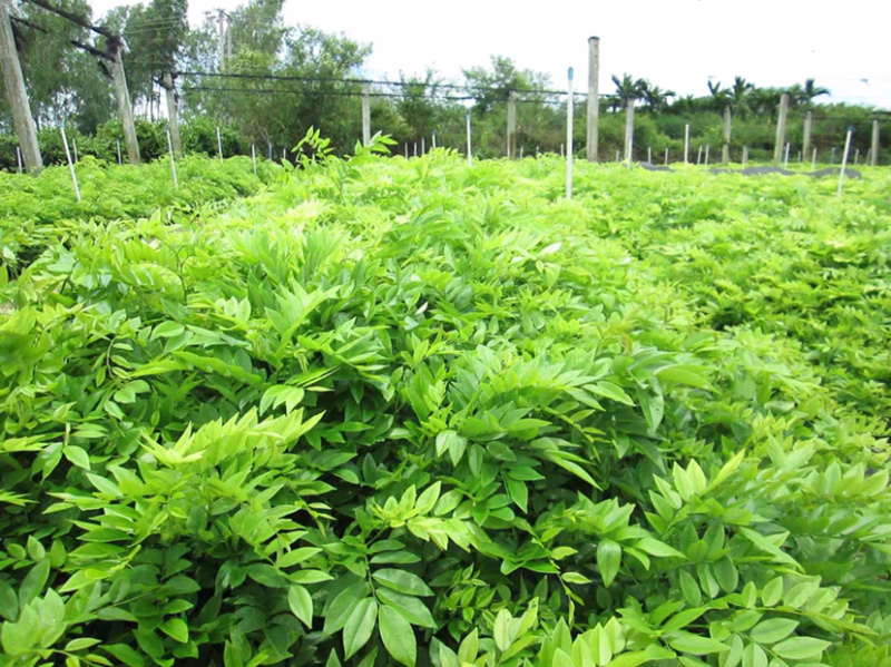 海南黄花梨名贵植物黄花梨量大从优，详情请联系客服