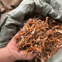 广西新货桑白皮过筛的好货