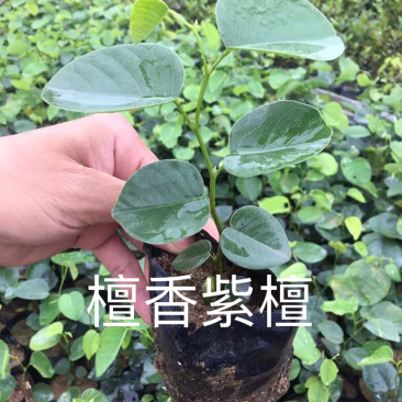 正宗檀香紫檀苗珍惜名贵红木树苗绿化庭院