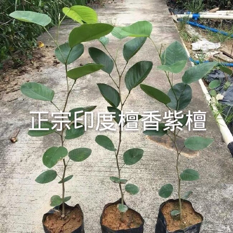 正宗檀香紫檀苗珍惜名贵红木树苗绿化庭院