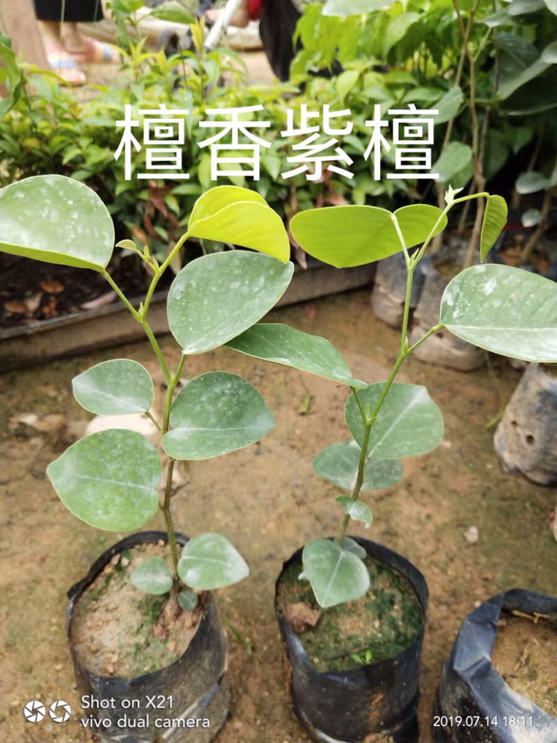 正宗檀香紫檀苗珍惜名贵红木树苗绿化庭院