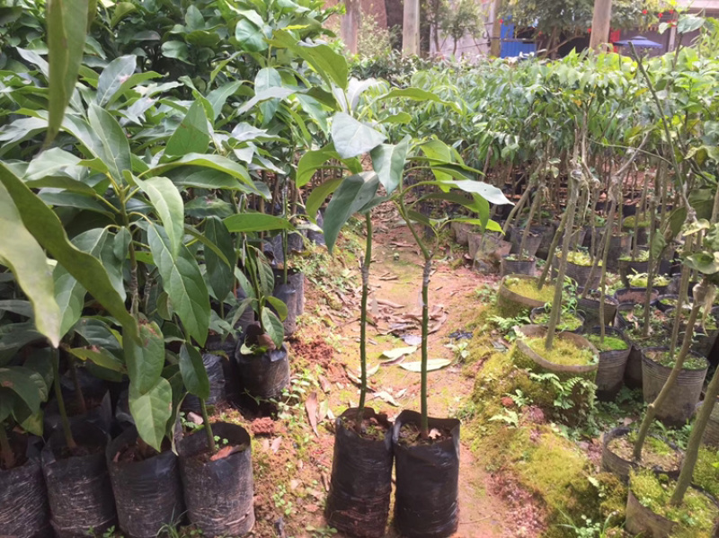 牛油果树苗四季结果品种杯苗发货品种好