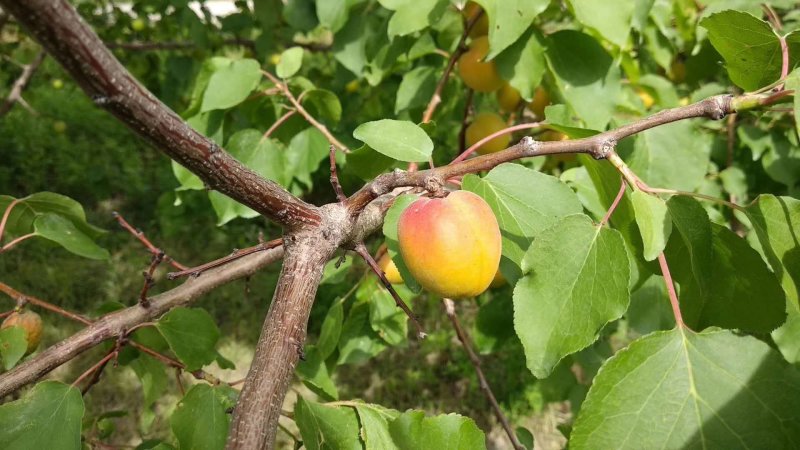 新疆吊干杏，早熟吊干杏，市场，商超可对接