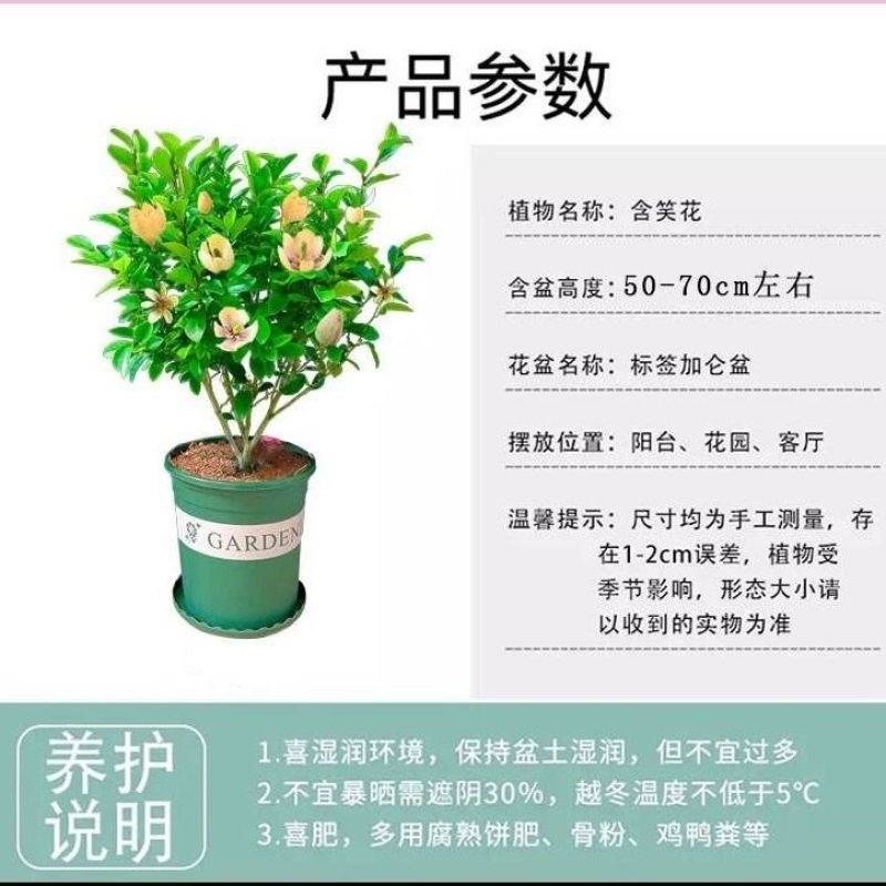含笑花苗盆栽浓香型四季开花绿植室内盆栽庭院地在含笑花苗吸