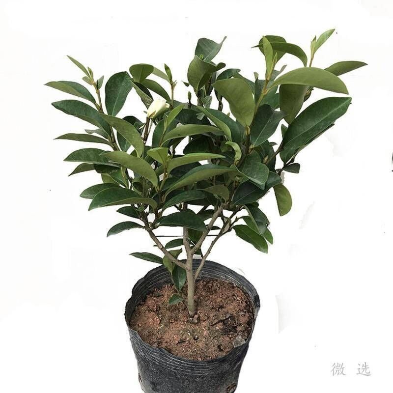 含笑花苗盆栽浓香型四季开花绿植室内盆栽庭院地在含笑花苗吸