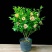 含笑花苗盆栽浓香型四季开花绿植室内盆栽庭院地在含笑花苗吸