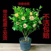 含笑花苗盆栽浓香型四季开花绿植室内盆栽庭院地在含笑花苗吸