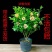 含笑花苗盆栽浓香型四季开花绿植室内盆栽庭院地在含笑花苗吸