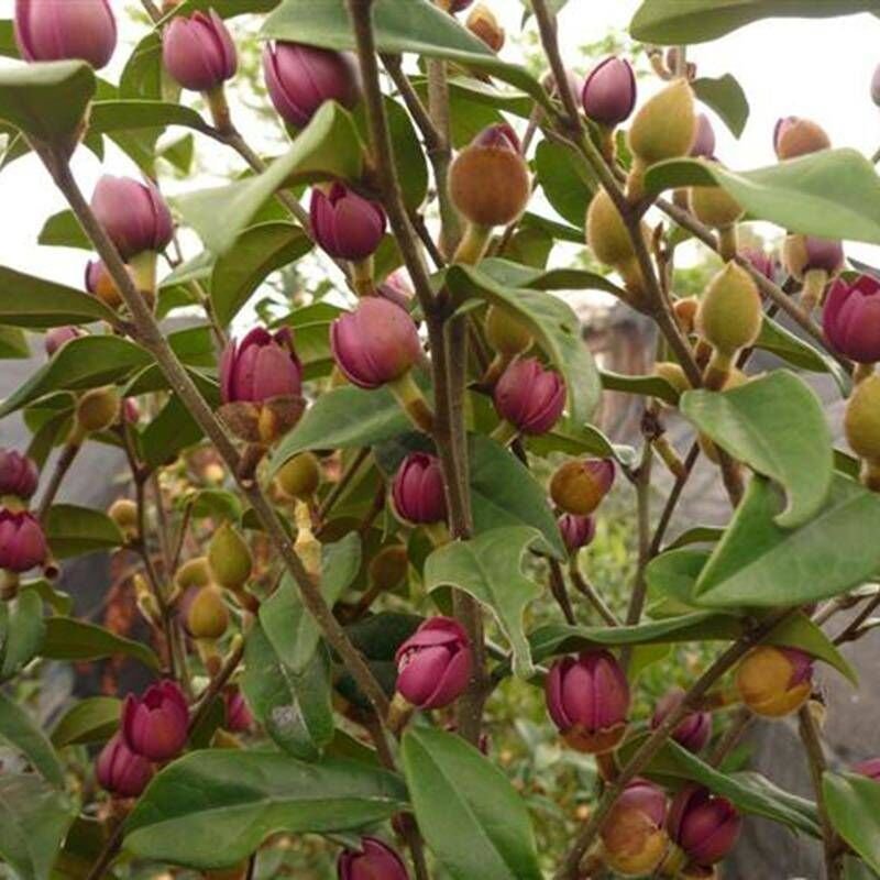 含笑花苗盆栽浓香型四季开花绿植室内盆栽庭院地在含笑花苗吸