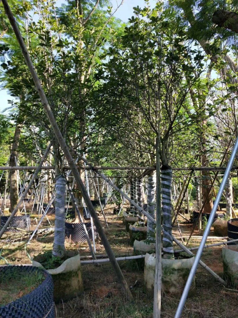 （广东普宁荷花玉兰（玉堂春）紫玉兰供应商）