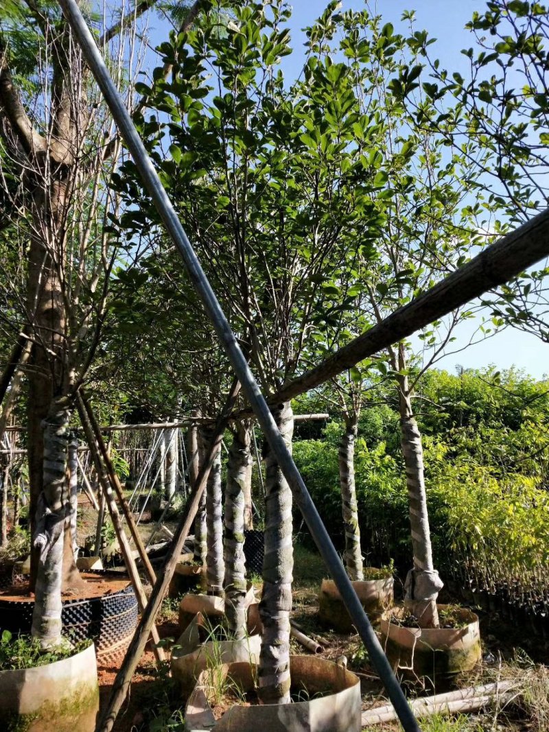 （广东普宁荷花玉兰（玉堂春）紫玉兰供应商）