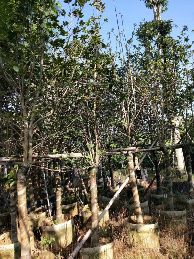 （广东普宁荷花玉兰（玉堂春）紫玉兰供应商）