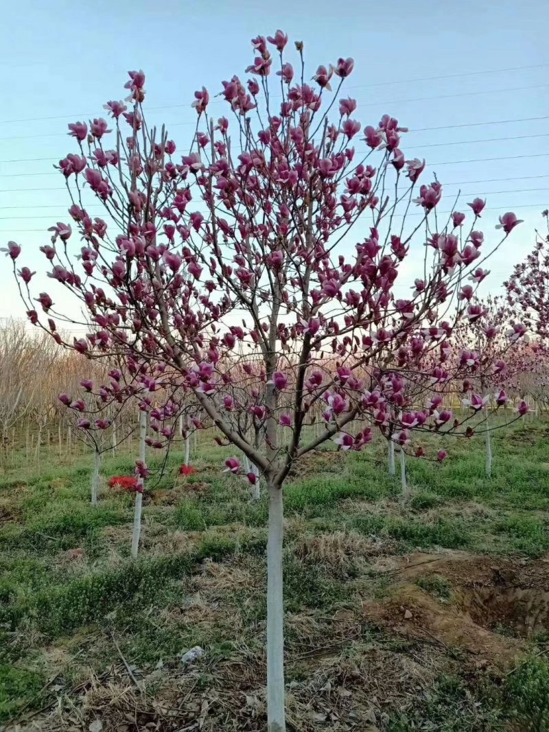 （广东普宁荷花玉兰（玉堂春）紫玉兰供应商）