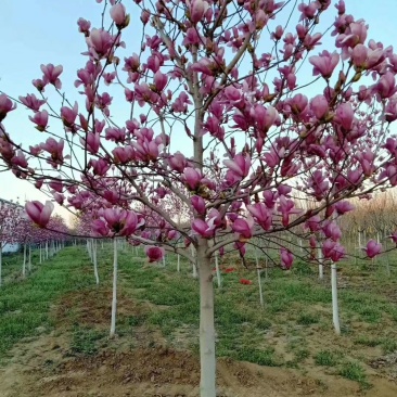 (广东普宁荷花玉兰(玉堂春)紫玉兰供应商)