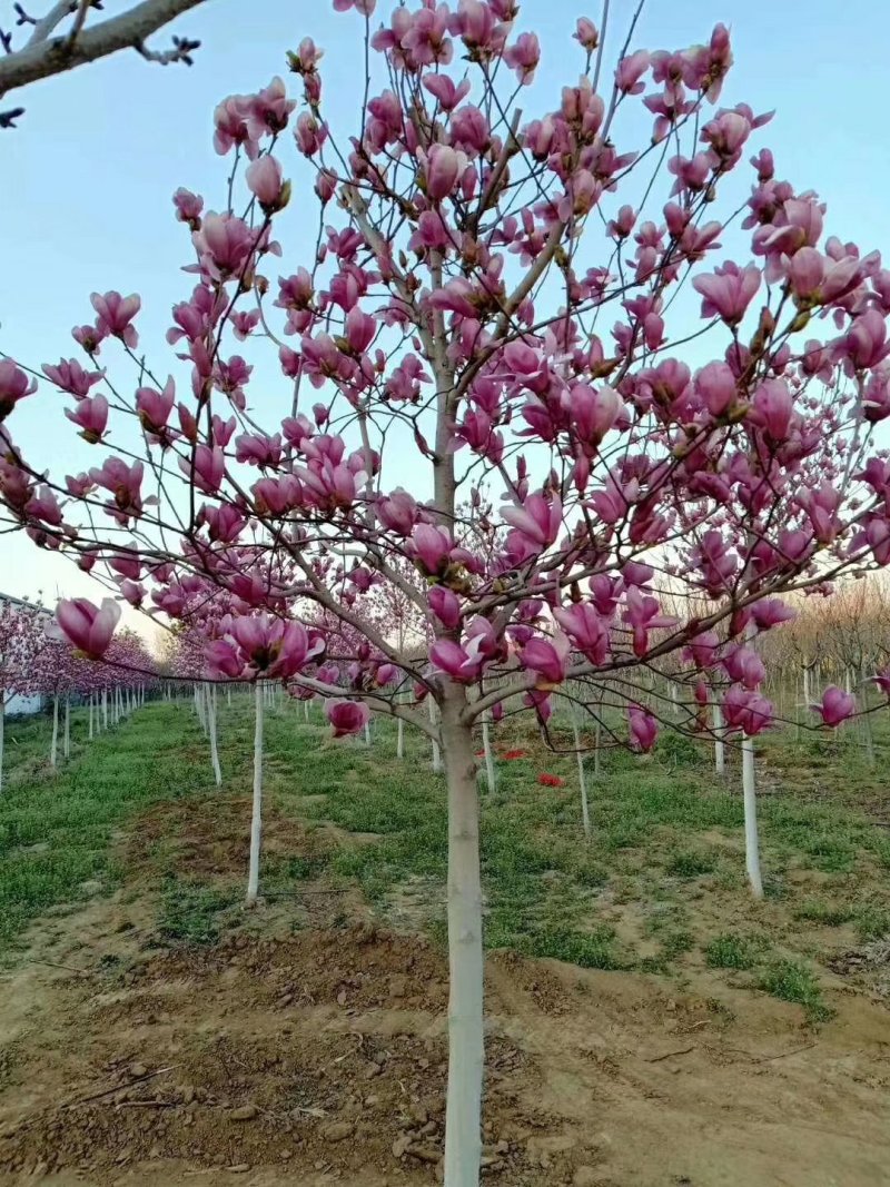 （广东普宁荷花玉兰（玉堂春）紫玉兰供应商）