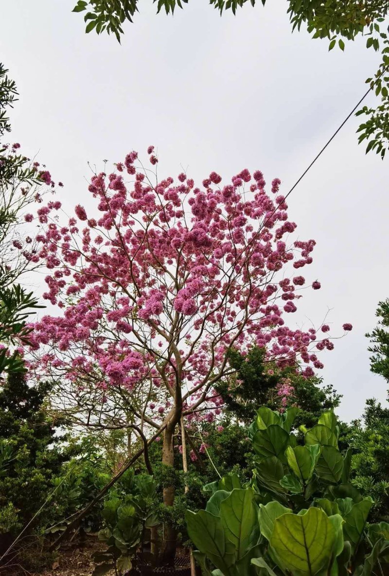 紫花风铃木（广东普宁紫花风铃木供应商）（紫花风铃批发商）