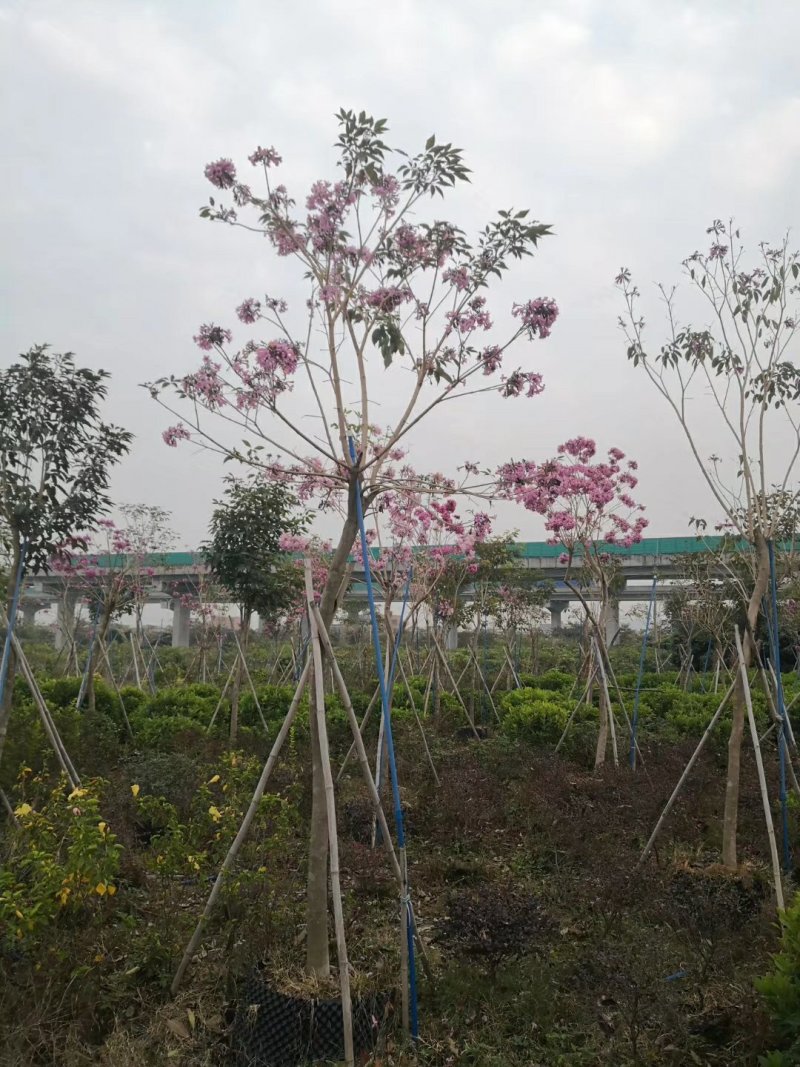 紫花风铃木（广东普宁紫花风铃木供应商）（紫花风铃批发商）