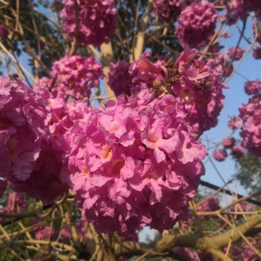 紫花风铃木(广东普宁紫花风铃木供应商)(紫花风铃批发商)