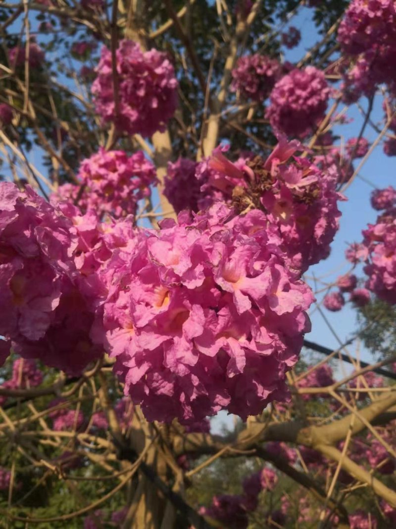 紫花风铃木（广东普宁紫花风铃木供应商）（紫花风铃批发商）