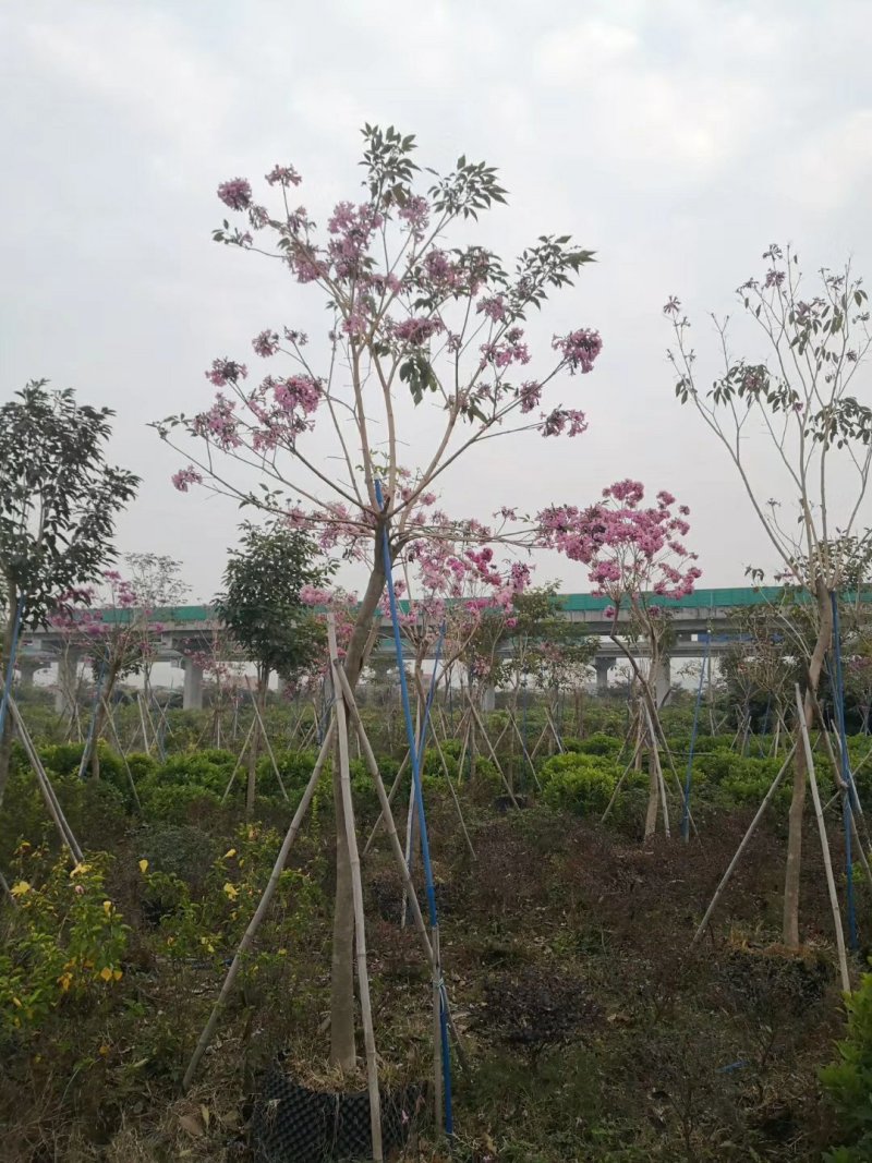 紫花风铃木（广东普宁紫花风铃木供应商）（紫花风铃批发商）