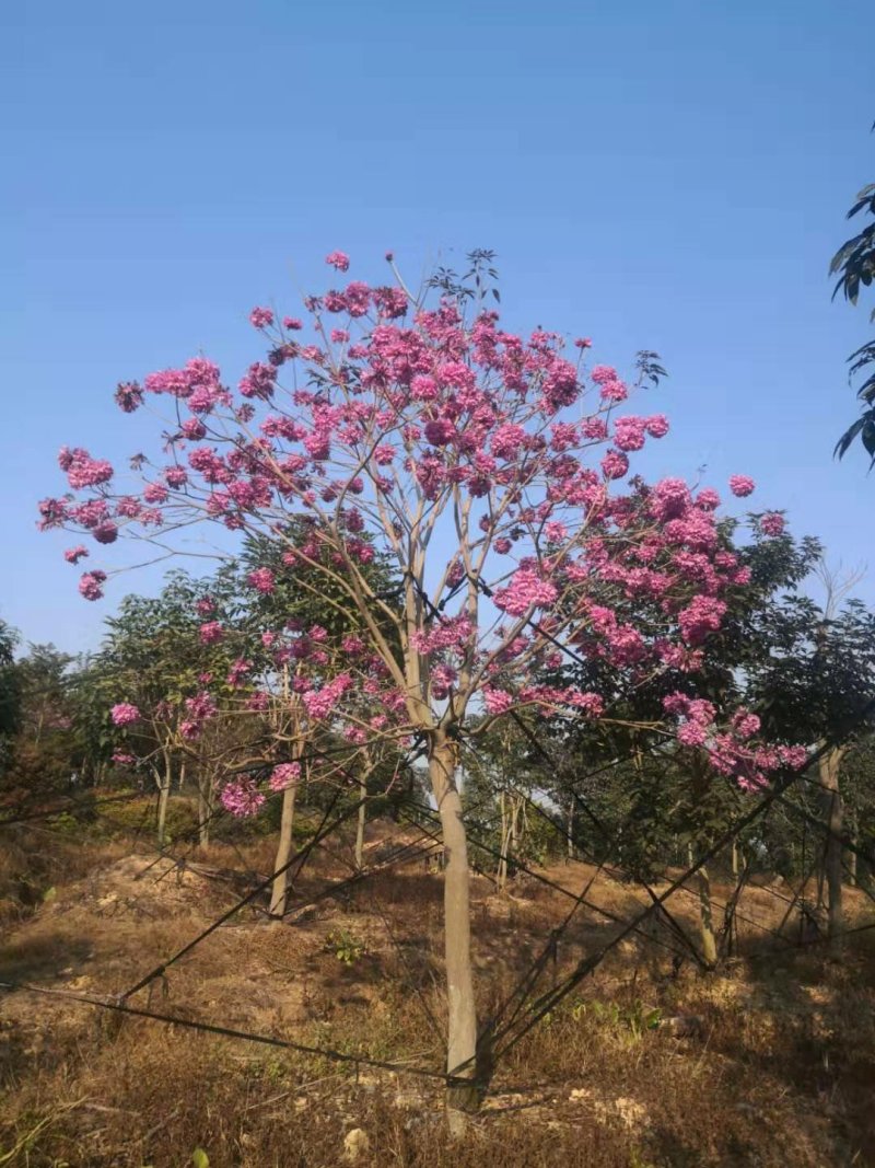 紫花风铃木（广东普宁紫花风铃木供应商）（紫花风铃批发商）