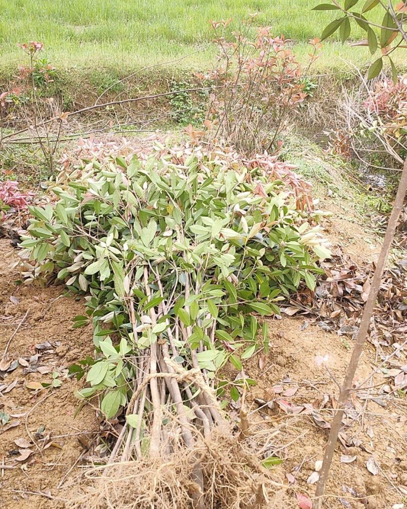 红叶石楠条子园林绿化工程用苗常绿植物