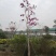 紫花风铃木(广东普宁紫花风铃木供应商)(紫花风铃批发商)