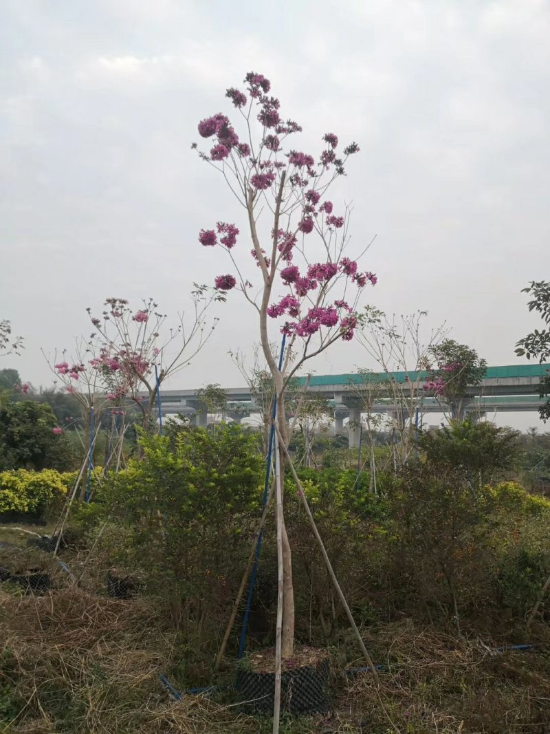 紫花风铃木（广东普宁紫花风铃木供应商）（紫花风铃批发商）