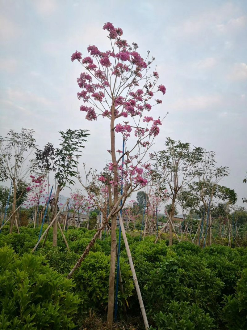 紫花风铃木（广东普宁紫花风铃木供应商）（紫花风铃批发商）
