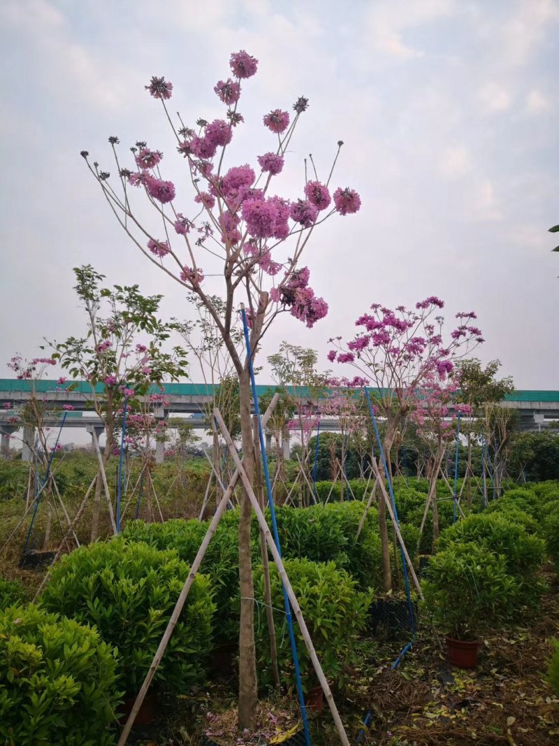 紫花风铃木（广东普宁紫花风铃木供应商）（紫花风铃批发商）