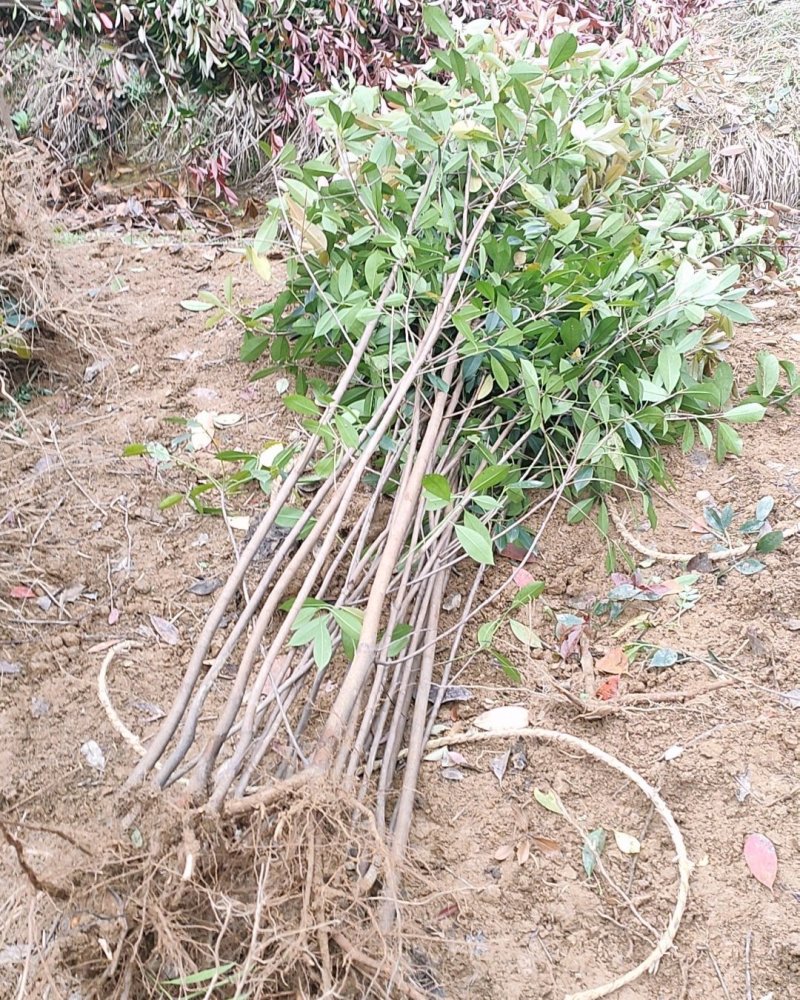 红叶石楠条子园林绿化工程用苗常绿植物
