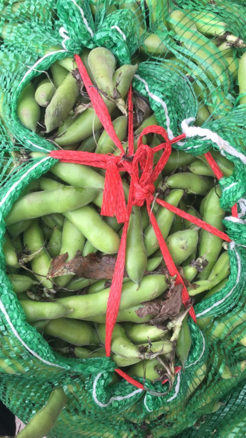 热卖！四川胡豆，蚕豆每天现摘现发。保质，保量。